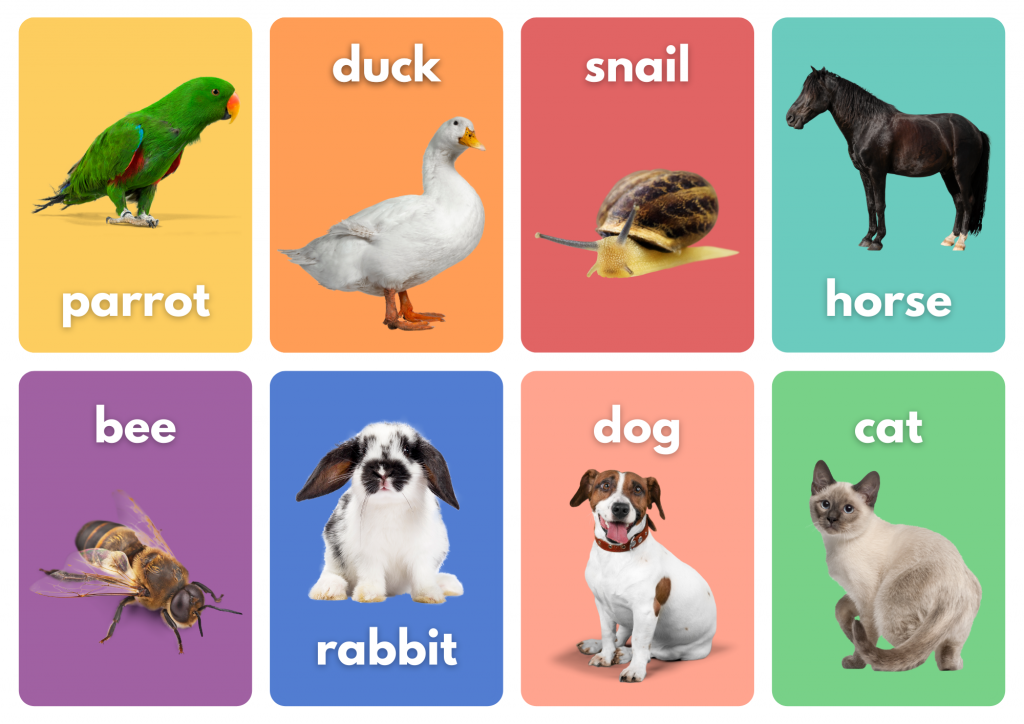 Animals (4), parrots, ducks, snails, horses, bees, rabbits, dogs, and cats