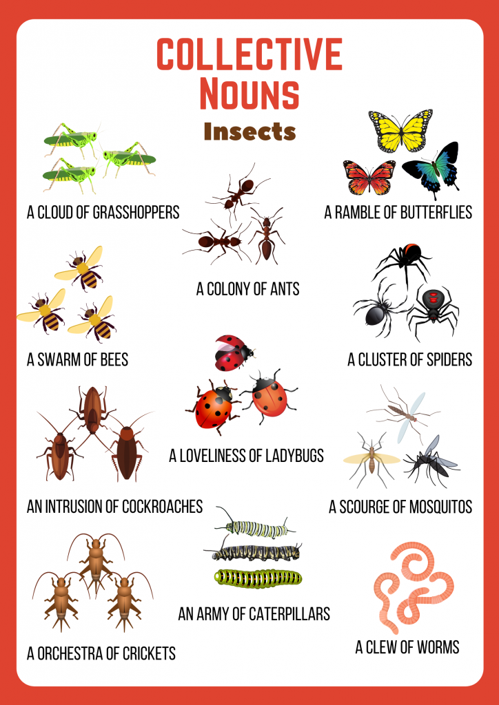 Exploring the world of insects