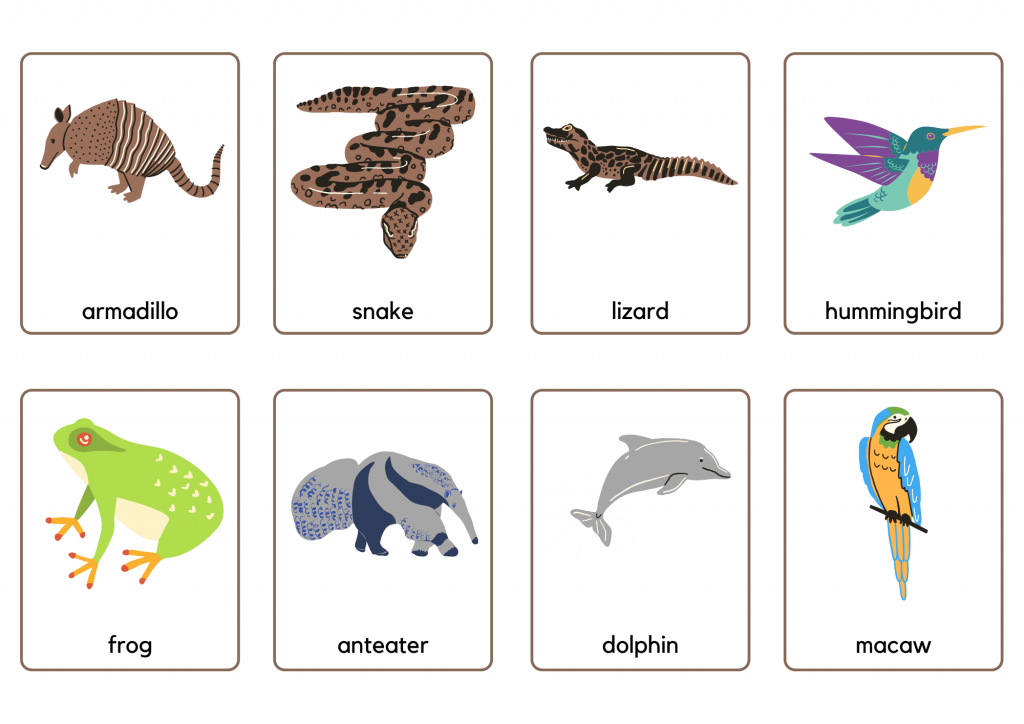 Animals (11): armadillos, snakes, lizards, hummingbirds, frogs, anteaters, dolphins, and macaws.