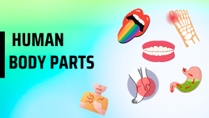 Body Parts: Tongue, Toes, Teeth, Neck, Stomach, Cest, Heels, And Bottoms