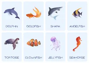 Sea Animals